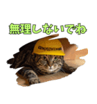 地震で心配防災メッセージ（個別スタンプ：11）