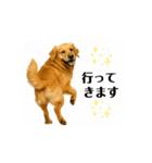 【動く】ゴールデンレトリバー★家族連絡1（個別スタンプ：1）