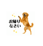 【動く】ゴールデンレトリバー★家族連絡1（個別スタンプ：4）