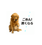 【動く】ゴールデンレトリバー★家族連絡1（個別スタンプ：5）