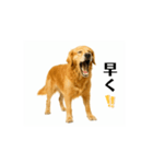 【動く】ゴールデンレトリバー★家族連絡1（個別スタンプ：8）