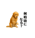 【動く】ゴールデンレトリバー★家族連絡1（個別スタンプ：9）
