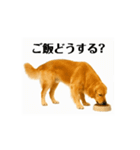 【動く】ゴールデンレトリバー★家族連絡1（個別スタンプ：11）