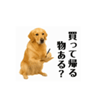 【動く】ゴールデンレトリバー★家族連絡1（個別スタンプ：13）