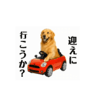 【動く】ゴールデンレトリバー★家族連絡1（個別スタンプ：14）