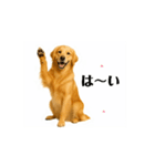 【動く】ゴールデンレトリバー★家族連絡1（個別スタンプ：15）