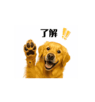 【動く】ゴールデンレトリバー★家族連絡1（個別スタンプ：16）