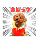 フウタちゃんの可愛いスタンプです！（個別スタンプ：1）