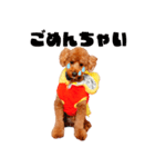 フウタちゃんの可愛いスタンプです！（個別スタンプ：3）