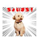 もじゃおちゃんの可愛いスタンプです！（個別スタンプ：2）