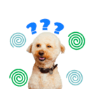 もじゃおちゃんの可愛いスタンプです！（個別スタンプ：7）