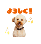 もじゃおちゃんの可愛いスタンプです！（個別スタンプ：8）