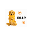 【動く】ゴールデンレトリバー★家族連絡2（個別スタンプ：1）