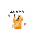 【動く】ゴールデンレトリバー★家族連絡2（個別スタンプ：3）