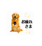 【動く】ゴールデンレトリバー★家族連絡2（個別スタンプ：5）