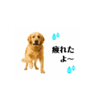 【動く】ゴールデンレトリバー★家族連絡2（個別スタンプ：6）