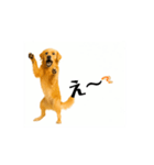 【動く】ゴールデンレトリバー★家族連絡2（個別スタンプ：9）