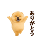 踊る！チャウチャウ（個別スタンプ：1）