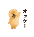 踊る！チャウチャウ（個別スタンプ：2）