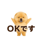 踊る！チャウチャウ（個別スタンプ：3）