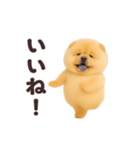 踊る！チャウチャウ（個別スタンプ：8）