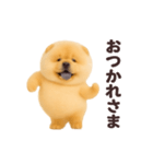 踊る！チャウチャウ（個別スタンプ：11）