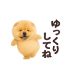 踊る！チャウチャウ（個別スタンプ：12）
