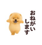 踊る！チャウチャウ（個別スタンプ：13）
