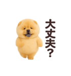 踊る！チャウチャウ（個別スタンプ：14）