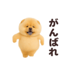 踊る！チャウチャウ（個別スタンプ：15）