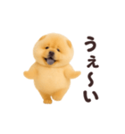 踊る！チャウチャウ（個別スタンプ：17）