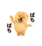 踊る！チャウチャウ（個別スタンプ：18）