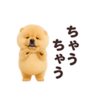 踊る！チャウチャウ（個別スタンプ：19）