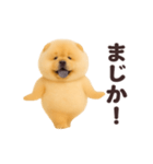 踊る！チャウチャウ（個別スタンプ：20）