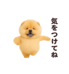 踊る！チャウチャウ（個別スタンプ：21）