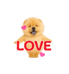 踊る！チャウチャウ（個別スタンプ：23）
