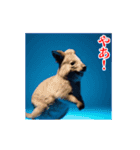 激しく動く！うざいクアッカワラビー！（個別スタンプ：1）