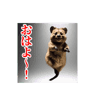 激しく動く！うざいクアッカワラビー！（個別スタンプ：2）