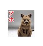 激しく動く！うざいクアッカワラビー！（個別スタンプ：3）