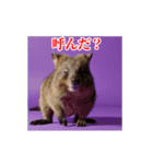 激しく動く！うざいクアッカワラビー！（個別スタンプ：4）