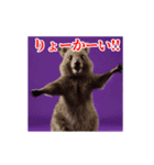 激しく動く！うざいクアッカワラビー！（個別スタンプ：5）