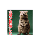 激しく動く！うざいクアッカワラビー！（個別スタンプ：6）