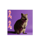 激しく動く！うざいクアッカワラビー！（個別スタンプ：7）