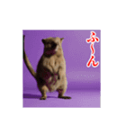 激しく動く！うざいクアッカワラビー！（個別スタンプ：8）