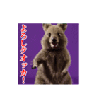 激しく動く！うざいクアッカワラビー！（個別スタンプ：10）