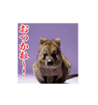 激しく動く！うざいクアッカワラビー！（個別スタンプ：11）