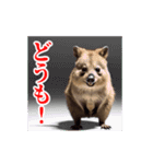 激しく動く！うざいクアッカワラビー！（個別スタンプ：13）