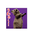 激しく動く！うざいクアッカワラビー！（個別スタンプ：17）