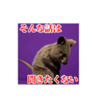 激しく動く！うざいクアッカワラビー！（個別スタンプ：18）