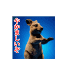 激しく動く！うざいクアッカワラビー！（個別スタンプ：19）